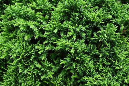 green pine tree in nature
