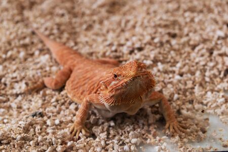 reptil animal of small exotic petの写真素材