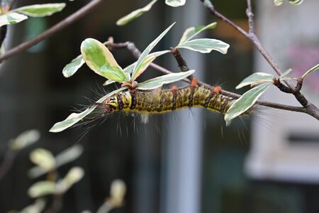 small caterpillar animal on tree