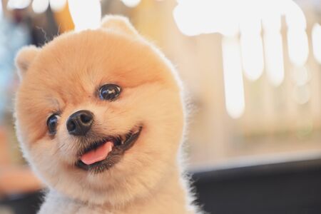 pomeranian dog cute pet happy smiling in the morningの写真素材