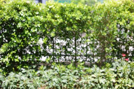 abstract green nature blur background