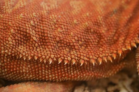 close-up pattern skin, reptil animal of small exotic pet