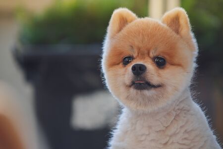 pomeranian dog cute pet happy smiling in the morningの写真素材