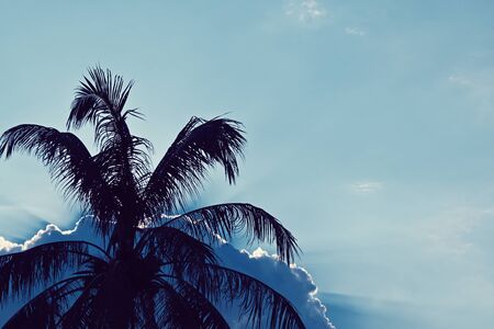 coconut tree on the beach with sun light on clear blue sky, silhouette photographyの写真素材