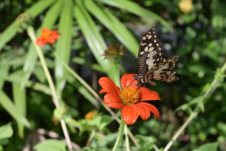 beautiful butterfly on orange flower in morning dayの写真素材