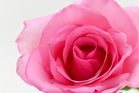 closeup beauty petal of pink rose flower blossom on white backgroundの写真素材