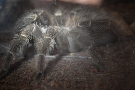 big spider animal in tunnel with cobweb catch