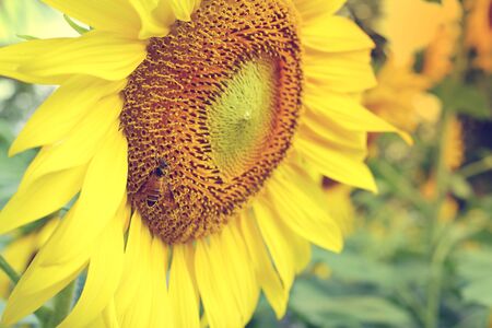 little bee feeding pollen on sunflowerの写真素材