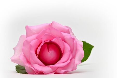 beautiful pink rose flower isolated on white background, concept image of couple sexual orgasmの写真素材