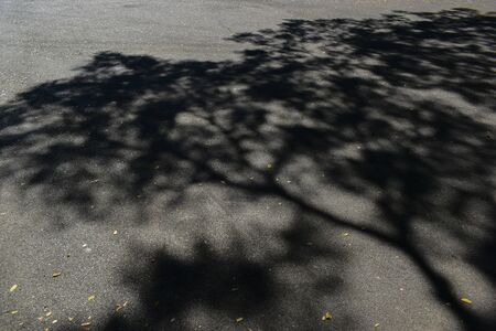 light and shadow of tree on black asphalt road textureの写真素材