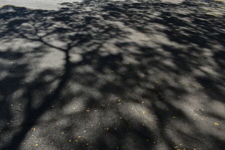 light and shadow of tree on black asphalt road textureの写真素材