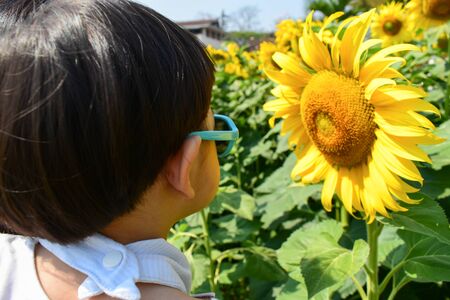 cute child in sunflower field of outdoor flower park, boy wearing sunglassesの写真素材