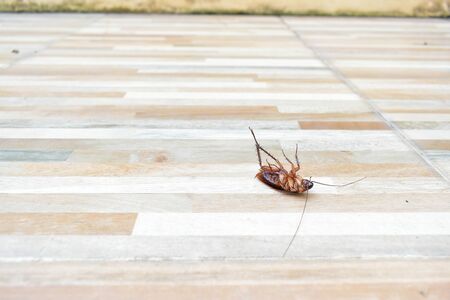 one creepy cockroach dead on floor with insecticide killing