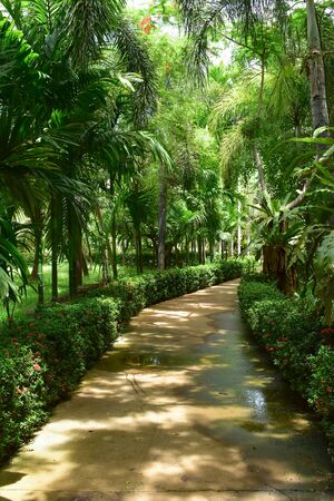 pathway in green nature of public park of walking relaxationの写真素材