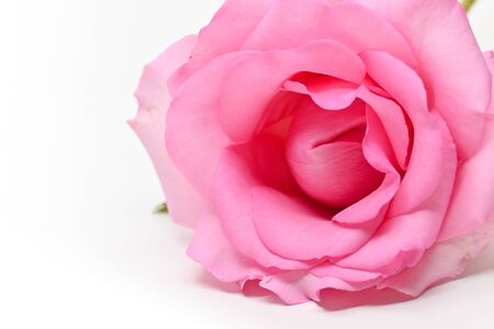beautiful pink rose flower isolated on white background, concept image of coupleの写真素材