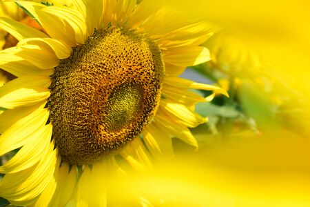 beautiful flower, sunflower blossom blooming in morningの写真素材