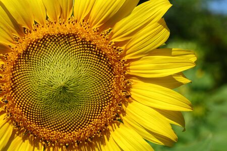 beautiful flower, sunflower blossom blooming in natureの写真素材