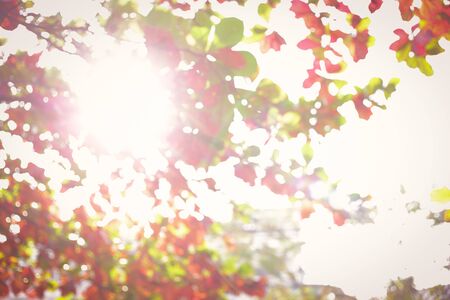 beautiful warm light of sun in autumn morning day, abstract blur bokeh in natureの写真素材