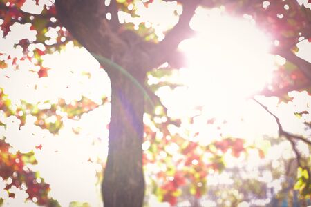 beautiful warm light of sun in autumn morning day, abstract blur bokeh in nature