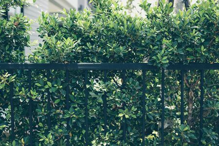 black steel iron fence of boundary house with green leaf of shrub tree growing wall natural in gardenの写真素材