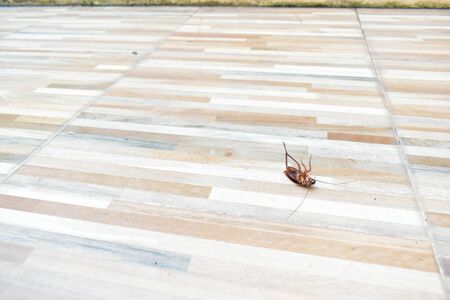 one creepy cockroach dead on floor with insecticide killingの写真素材