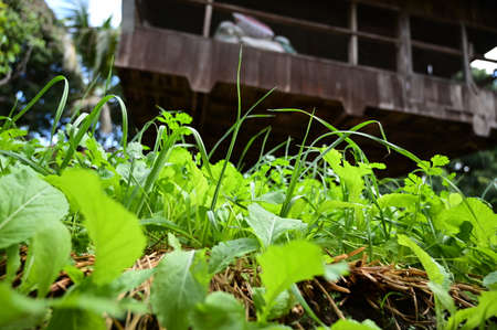 closeup lettuce plant on soil with wooden house