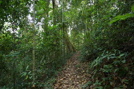 forest path in the morning