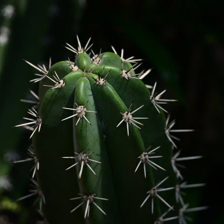 beautiful cactus in the gardenの写真素材