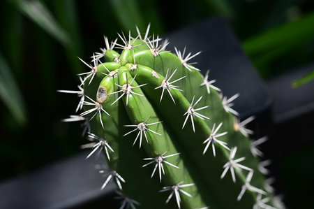 beautiful cactus in the garden