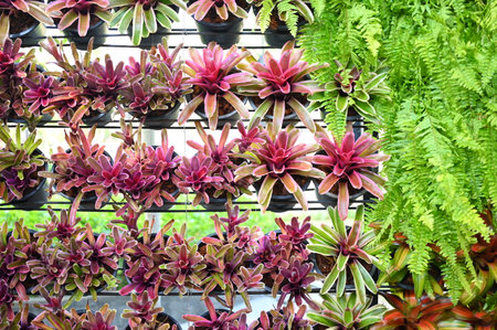 beautiful purple ornamental with green plant for house design