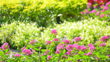 beautiful purple flower in the garden, natural background