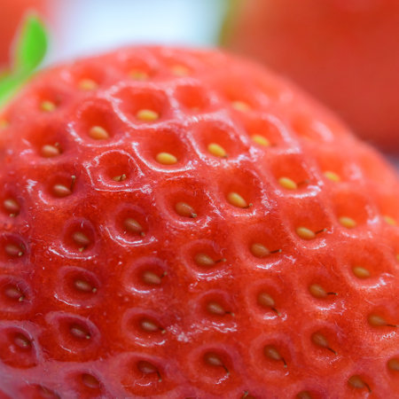 closeup beautiful fresh red strawberry, texture skin of fruitの写真素材