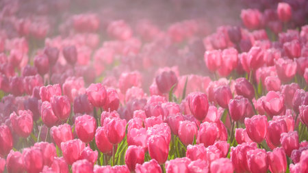beautiful pink tulip in the garden, natural backgroundの写真素材