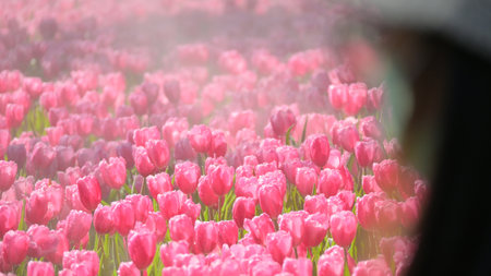 beautiful pink tulip in the garden, natural backgroundの写真素材