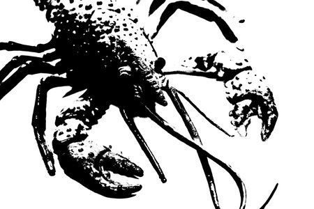 silhouette of lobster shrimp isolated on white background, invertebrate animalの写真素材