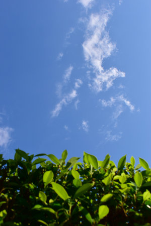 beautiful blue sky and white fluffy cloud with green leaf of tree in the morning, natural backgroundの写真素材