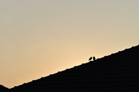 bird on roof house on sunrise sky and cloud in the morning, sunset natural backgroundの写真素材