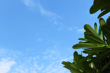 beautiful blue sky and white cloud with frangipani leaf tree in springtime, natural backgroundの写真素材