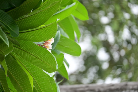 beautiful frangipani flower tree in springtime, rainy dayの写真素材
