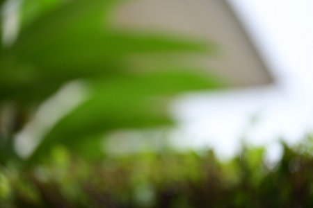 defocused beautiful green leaf texture in springtime, abstract blur natural backgroundの写真素材