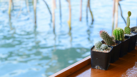 pot of cactus on wood table with texture of water viewの写真素材