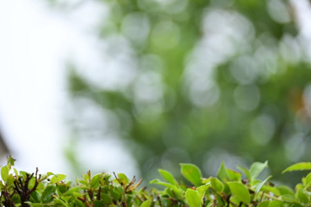 defocused beautiful green leaf texture in springtime, abstract blur natural backgroundの写真素材