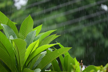 beautiful flower tree in springtime, rainy dayの写真素材