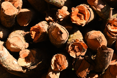 pile of wood log in the country home with sunlight, firewood for fuel