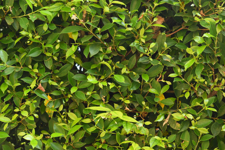 fresh green leaf tree background, natural wall decoration of home