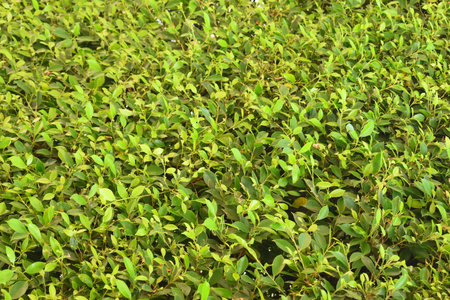 fresh green leaf tree background, natural wall decoration of homeの写真素材