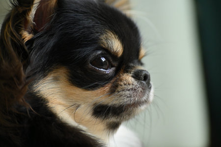 tiny black and brown furry dog in home, cute chihuahua canineの写真素材