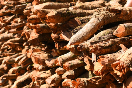 pile of wood log in the country home with sunlight, firewood for fuelの写真素材
