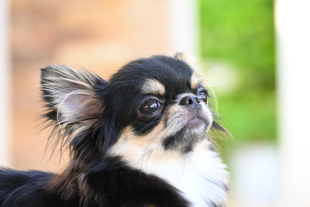 tiny black and brown furry dog in home, cute chihuahua canineの写真素材