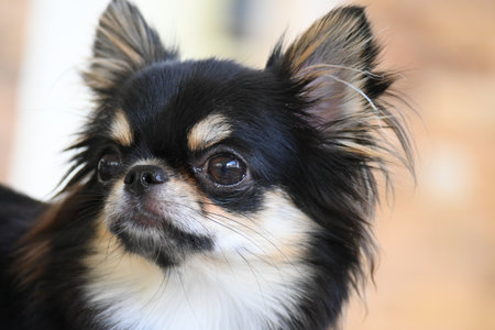 tiny black and brown furry dog in home, cute chihuahua canineの写真素材